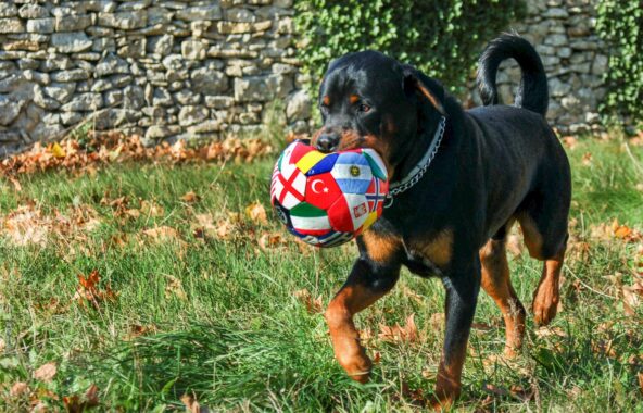 Rottweiler dog walking with World Cup football in it's mouth
