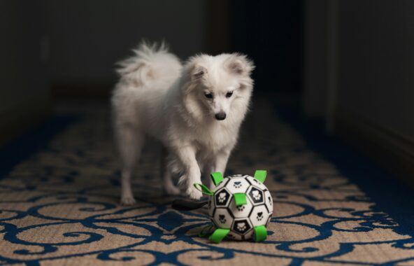 White fluffy Pomeranian crossbreed dog playing with black white and green football toy