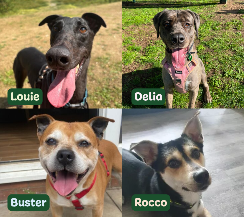 Images of four dogs, black lurcher, tan and white staffie, brindle crossbreed and tri-colour terrier.